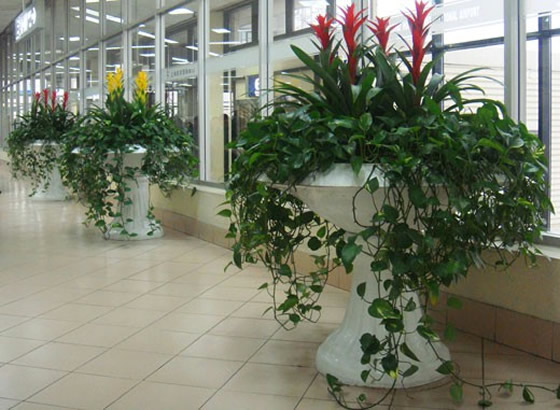 玻璃桃子视频在线观看